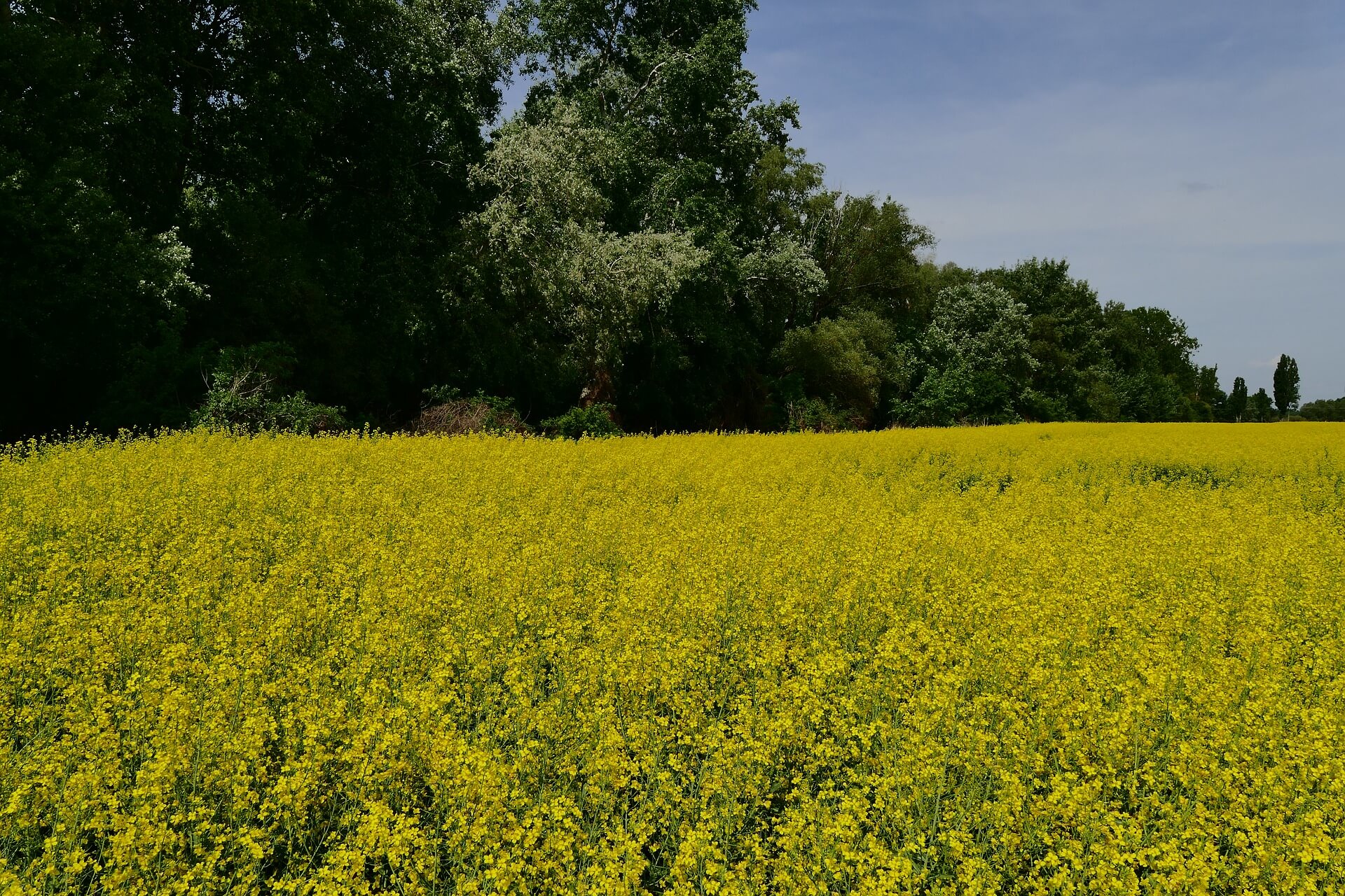 alberi in fiore ad aprile